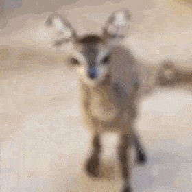 1 Rätsel + 24 Tierbilder, damit der Freitag schneller vorübergeht. WER IST DABEI?
Bitte schön