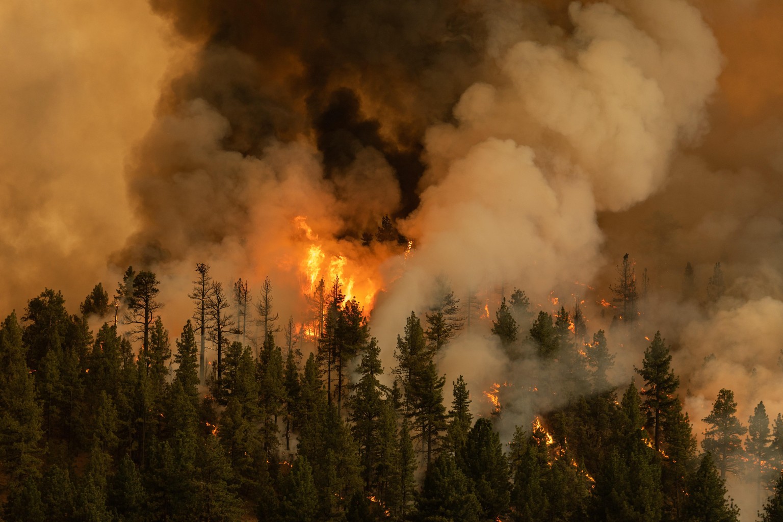 Die Klimaerwärmung sorgt weltweit für Waldbrände.