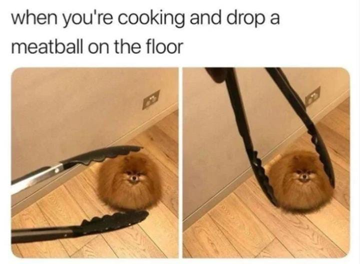 Lustige Hunde-Memes zum Welthundetag.