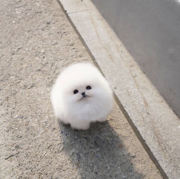 cute news tier hund

https://www.reddit.com/r/oddlysatisfying/comments/z1qyd8/this_pomeranian_is_shaped_like_a_perfect_circle/