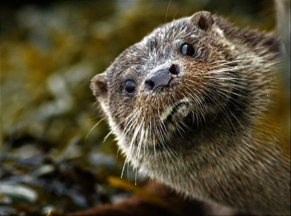 cute news otter tier animal

https://www.reddit.com/r/Otters/comments/tr0e66/hello_there/