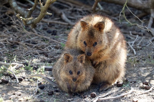 Quokka