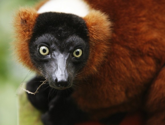 Ein Roter Vari (Varecia variegata rubra) in der Masoala Regenhalle am Mittwoch, 17. September 2008, in Zuerich. Im Rahmen des traditionellen Zoo Aperos wurde heute ueber 5 Jahre Erfolge und Misserfolg ...