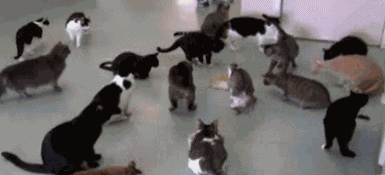 Animiertes GIF