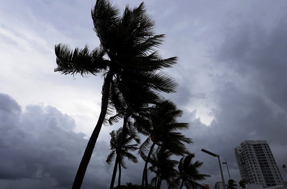 epa06186470 Palm trees flutter due to wind and rain in San Juan, Puerto Rico, 05 September 2017. Puerto Rico is taking measures ahead of the passage of Hurricane Irma, which is on the verge of impacti ...
