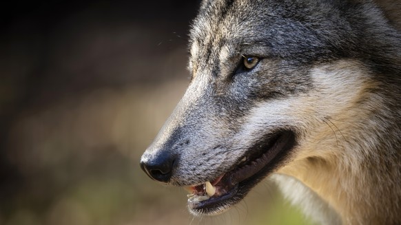 Ein Wolf im Wildpark Bruderhaus, aufgenommen am Montag, 5. Februar 2024 in Winterthur. (KEYSTONE/Michael Buholzer)