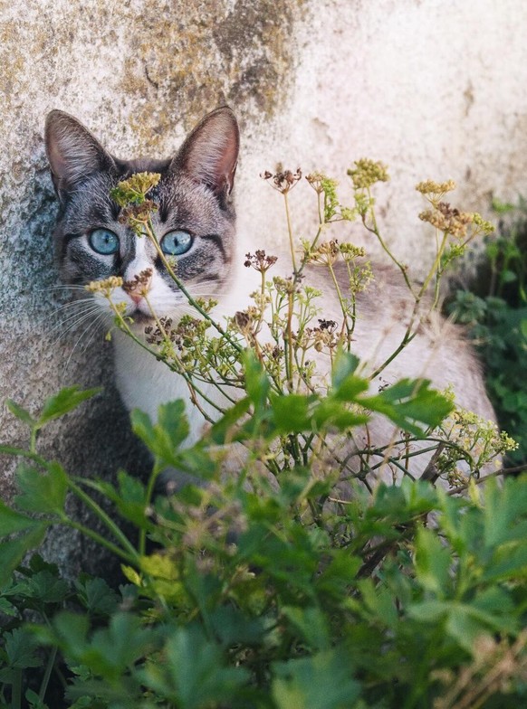 adorable news animal cat https://www.reddit.com/r/CatsBeingCats/comments/13vz8hg/names_for_this_beautiful_that_appeared_in_my/