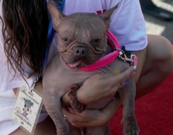 petunia ugly dog