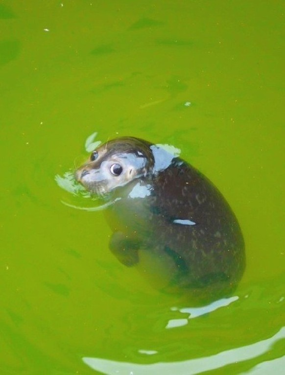 Cute News: Seehund schaut aus Wasser