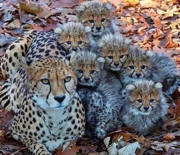 cute news tier cheetah

https://www.reddit.com/r/MadeMeSmile/comments/1b2nnme/theres_a_spot_in_this_cheetah_family_for_everyone/