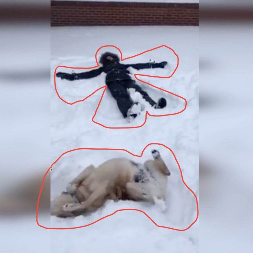 Hund macht Schneeengel – und löst damit ein Rätsel