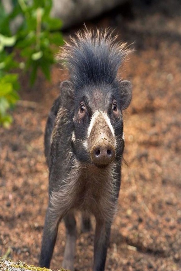 cute news tier schwein

https://ch.pinterest.com/pin/191825265373996743/