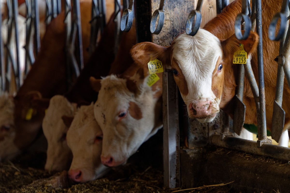 ARCHIV - 21.06.2023, Nordrhein-Westfalen, Willich: Jungrinder stehen in einem Stall und fressen Heu. Ein Jungrind hat in Schwaben einen Bauern schwer verletzt. (zu dpa:
