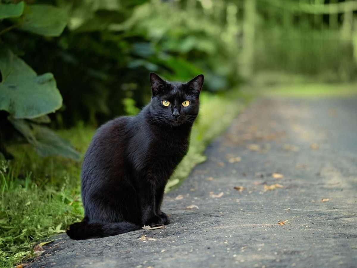 unscharfer abstrakter Naturhintergrund mit schwarzer Katze auf der Strasse, Nahaufnahme.