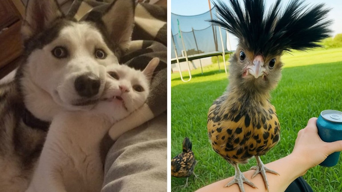 Hier klicken für gute Laune – und 27 lustige Tierbilder