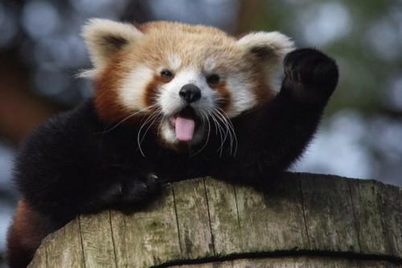 cute news animal roter panda

https://imgur.com/gallery/O8fycPc
