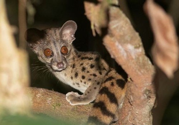 Zentralafrikanische Linsang (Poiana richardsonii) 

https://ch.pinterest.com/pin/394909461096790577/