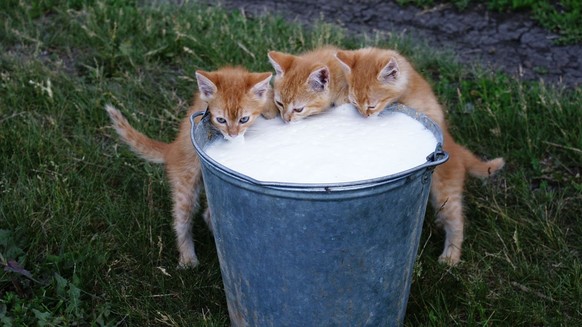 Katzen trinken Milch