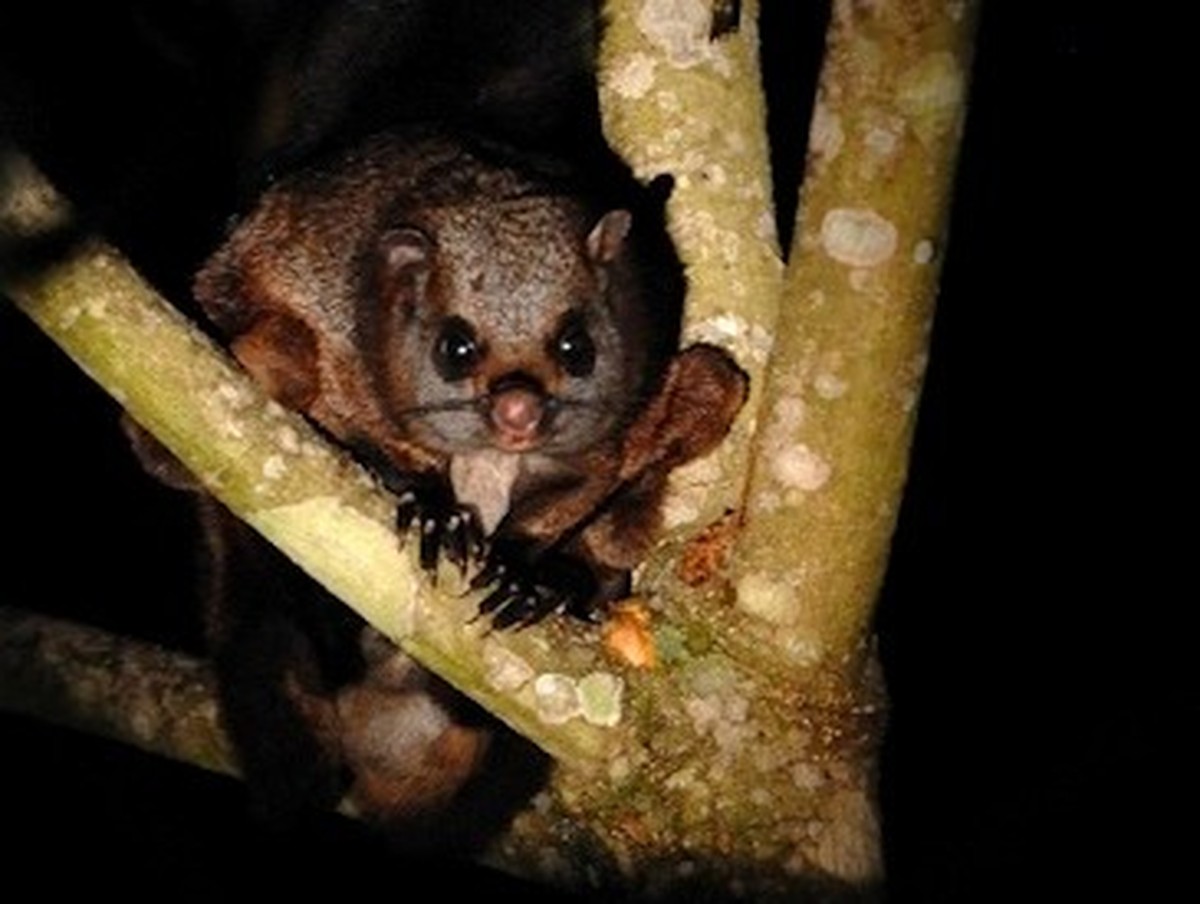Cute News: Indisches Riesengleithörnchen