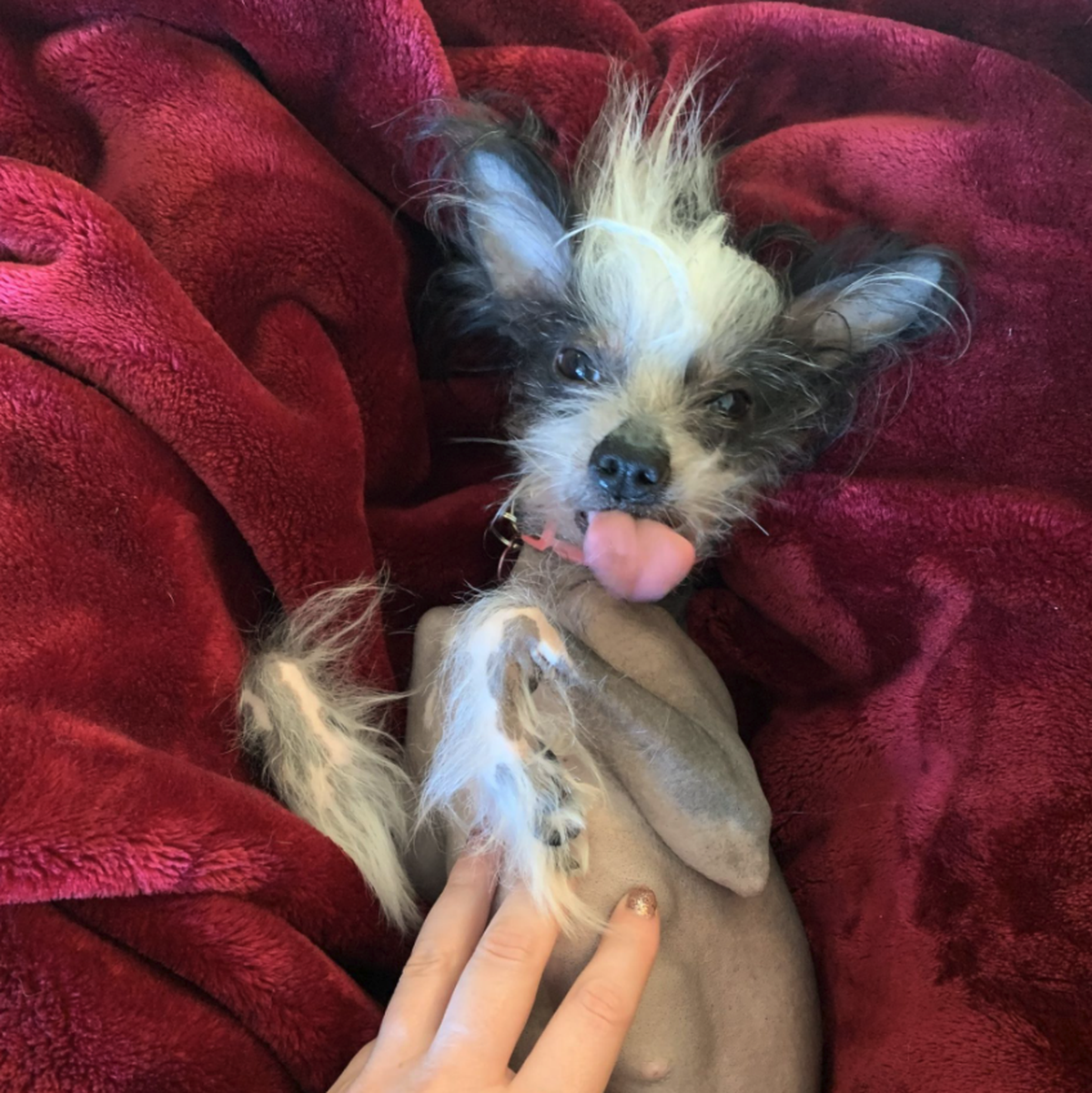 Voici Poppy, un mélange de chien chinois à crête et de Gremlin. Poppy était non seulement la plus petite de sa portée, mais elle était également la seule à être née sans poils. «Apparemment, cela l'ai ...