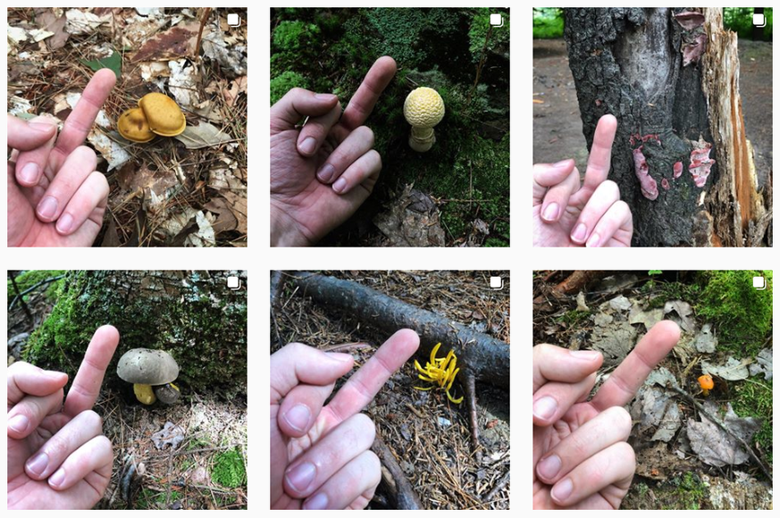 Fuck Mushrooms Instagram