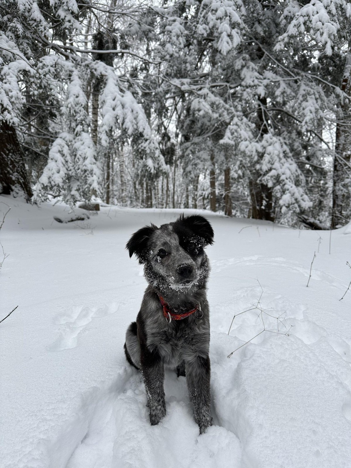cute news tier hund

https://imgur.com/t/aww/DCoPQpo