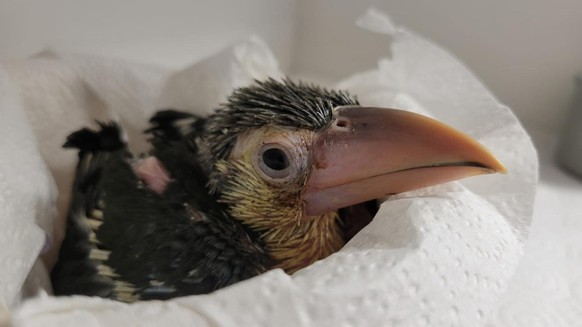 Krauskopfarassari (Pteroglossus beauharnaesii)

https://www.instagram.com/p/C9TIfvSzbN7/?hl=de