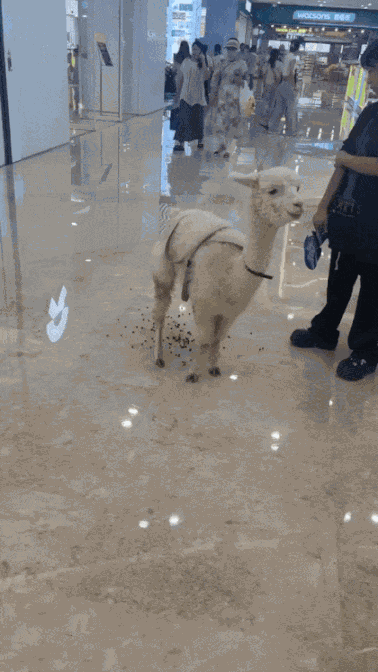 Animiertes GIF