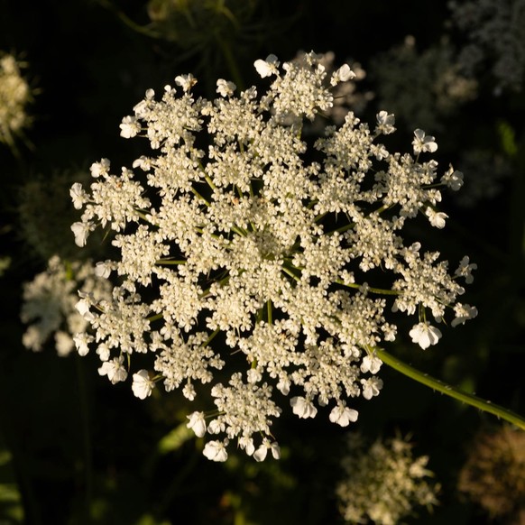 Wilde Möhre (Daucus carota)