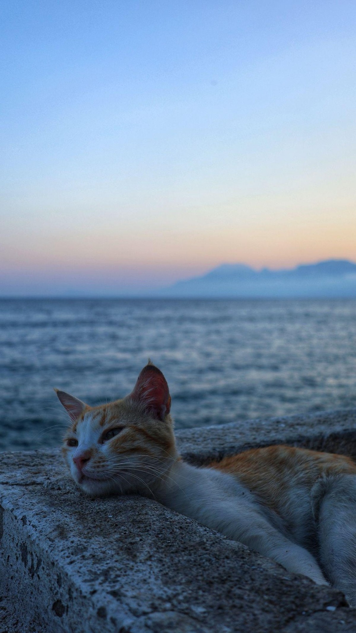 cute news tier katze

https://www.reddit.com/r/donotthecat/comments/1s8tnur/friend_sent_me_this_didnt_the_cat_just_watched/
