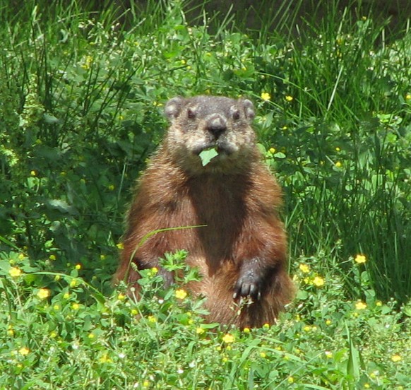 Murmeltier
https://en.wikipedia.org/wiki/Marmot#/media/File:Groundhog,_eating.jpg