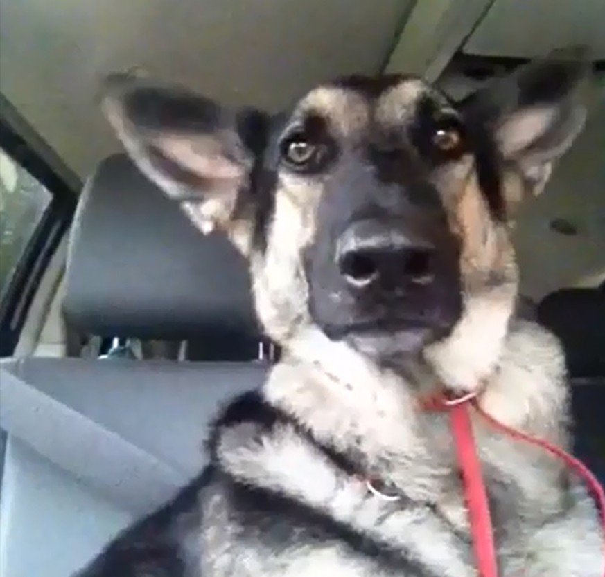 Mit den Ohren wackeln ist keine Kunst. Dieser Hund kann mit seinen