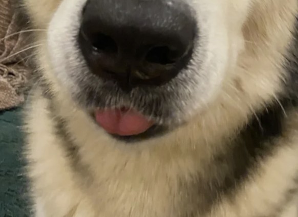 Herziger Hund mit Zunge für Cute News