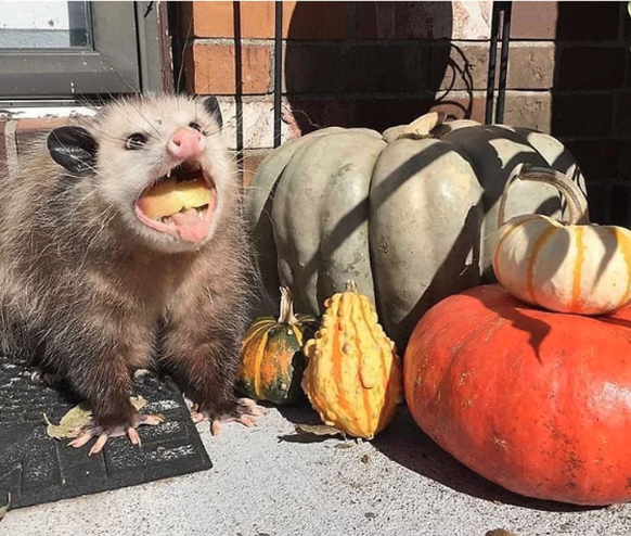 Opossum