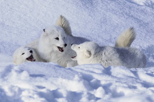 Arctic fox in winter. PUBLICATIONxNOTxINxUSAxCANxMEX Copyright: xAdamxJonesx/x NA02 AJE0738
