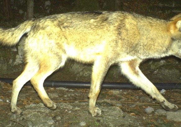 Beim abgeschossenen Wolf handelt es sich mutmasslich um M68. Er tappte im April in Seelisberg in eine Fotofalle. Bei dem Tier handelt es sich um einen aus Italien eingewanderten Rüden, der vorher noch ...