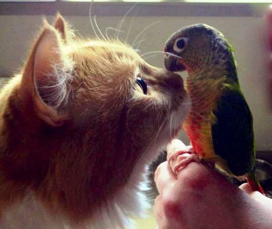 Auch deine Katze geht fremd. Hier findest du heraus mit wem