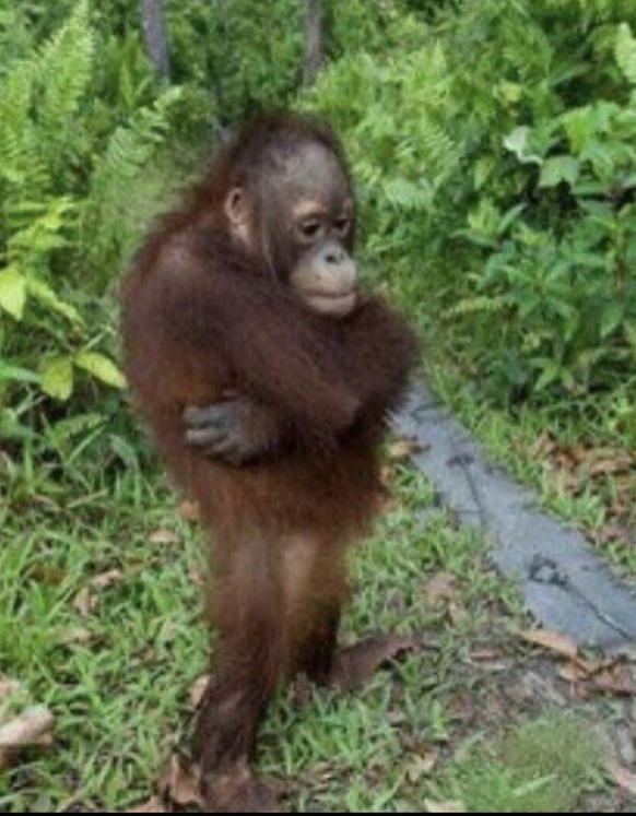 Nice news about animal monkey https://ch.pinterest.com/pin/140806232207370/