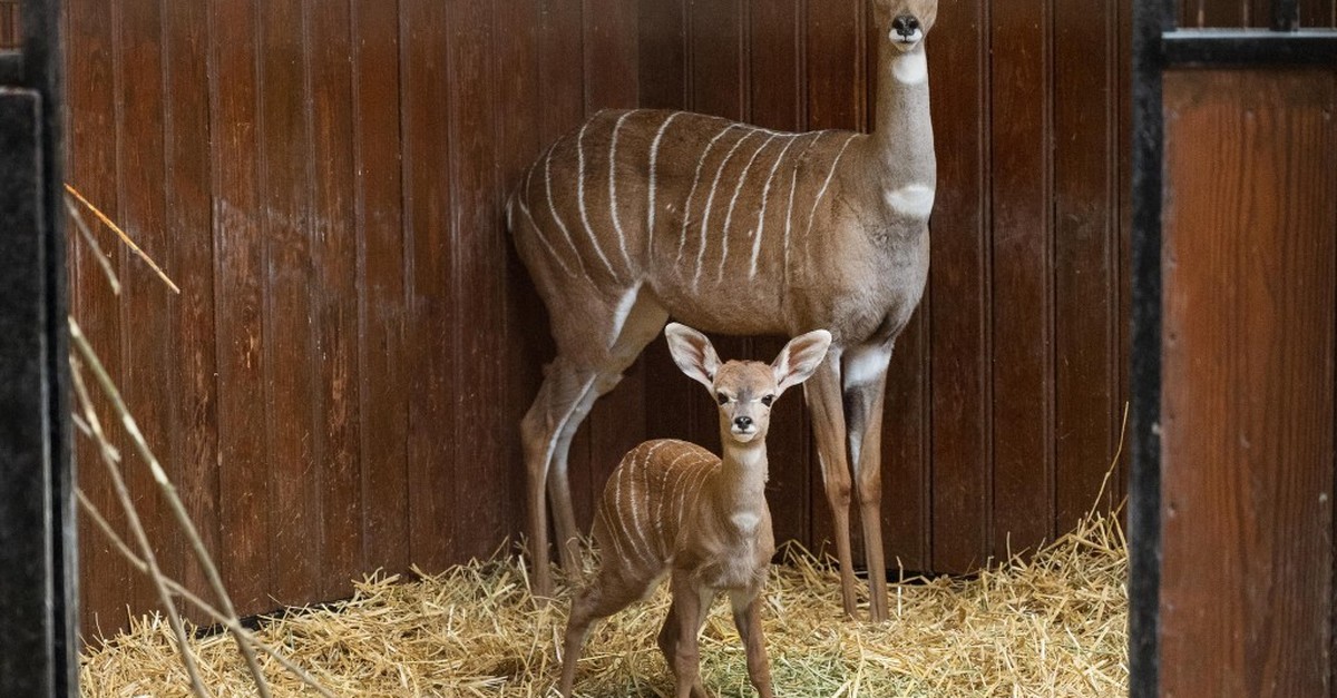 Nachwuchs-im-Antilopenhaus-Kudu-Baby-im-Zoo-Basel-geboren