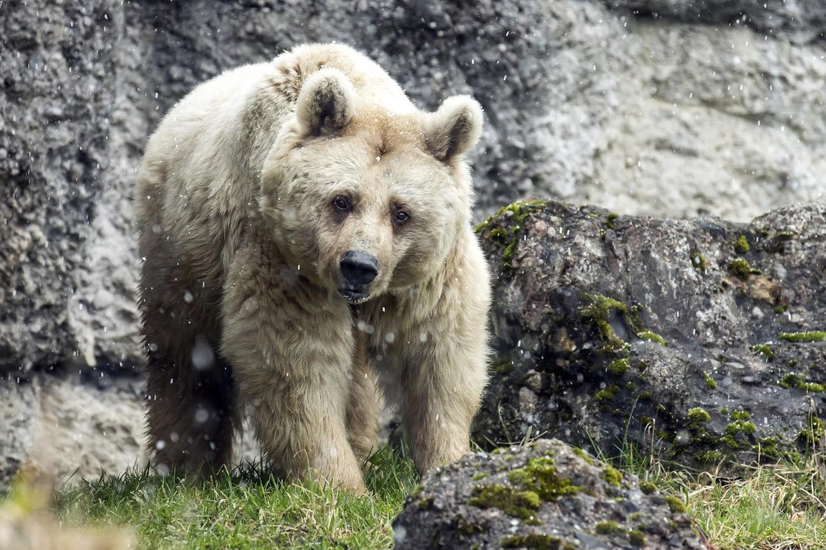 Le parc animalier de Goldau dit «regretter» cet «incident malheureux».