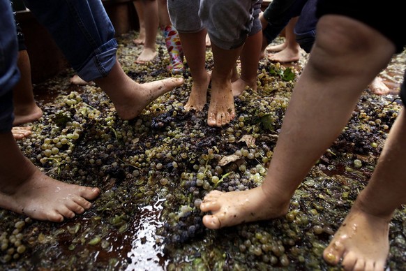 epa04487644 (01/13) Children press grapes to produce wine in the old traditional way in a winery, in Attica prefecture, 60km north of Athens, Greece, 08 October 2014. The Greeks learned the cultivatio ...