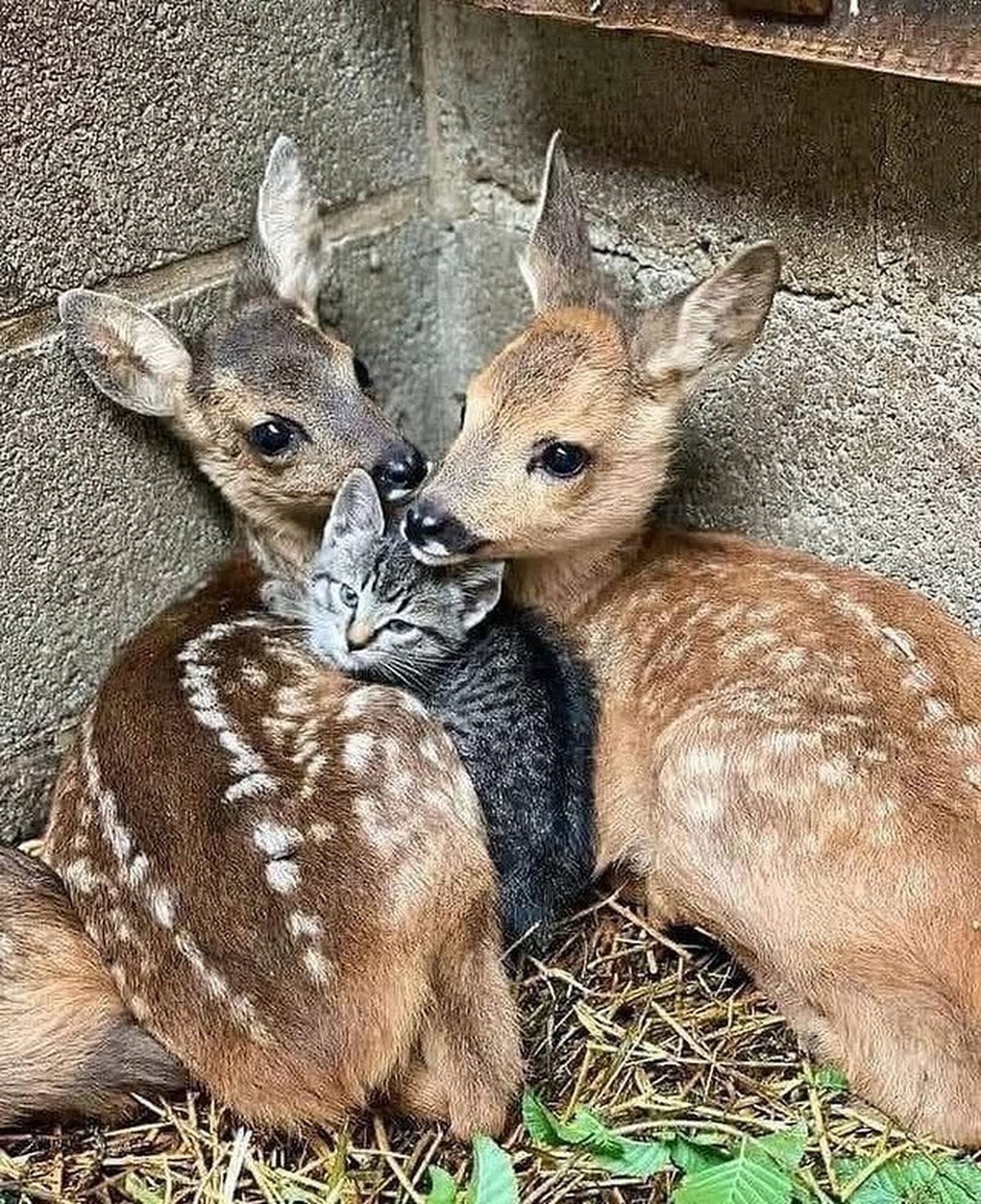 cute news tier reh katze

https://www.instagram.com/p/CYOykdWA1tj/#