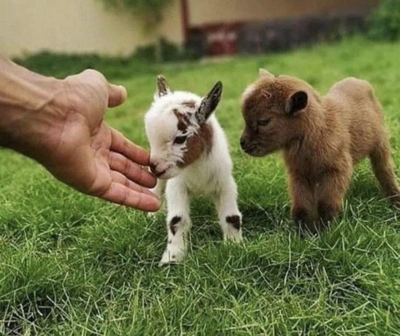 cute news animal tier ziege goat

https://imgur.com/t/aww/2tyXMnA