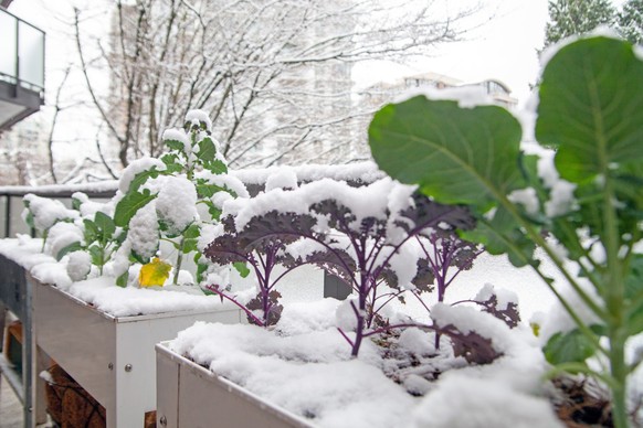 A winter garden in growing zone 8 is filled with broccoli, kale and collards greens. It&#039;s covered in a fresh blanket of snow, but is cold hardy and will recover.