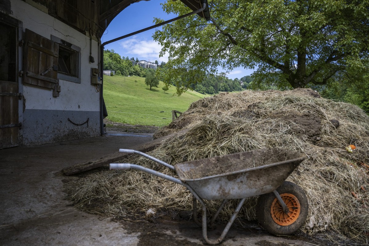 Les récoltes de foin et d’herbe ont fortement diminué. L’OFAG accorde donc une dérogation temporaire aux exploitations biologiques suisses (image d'illustration).