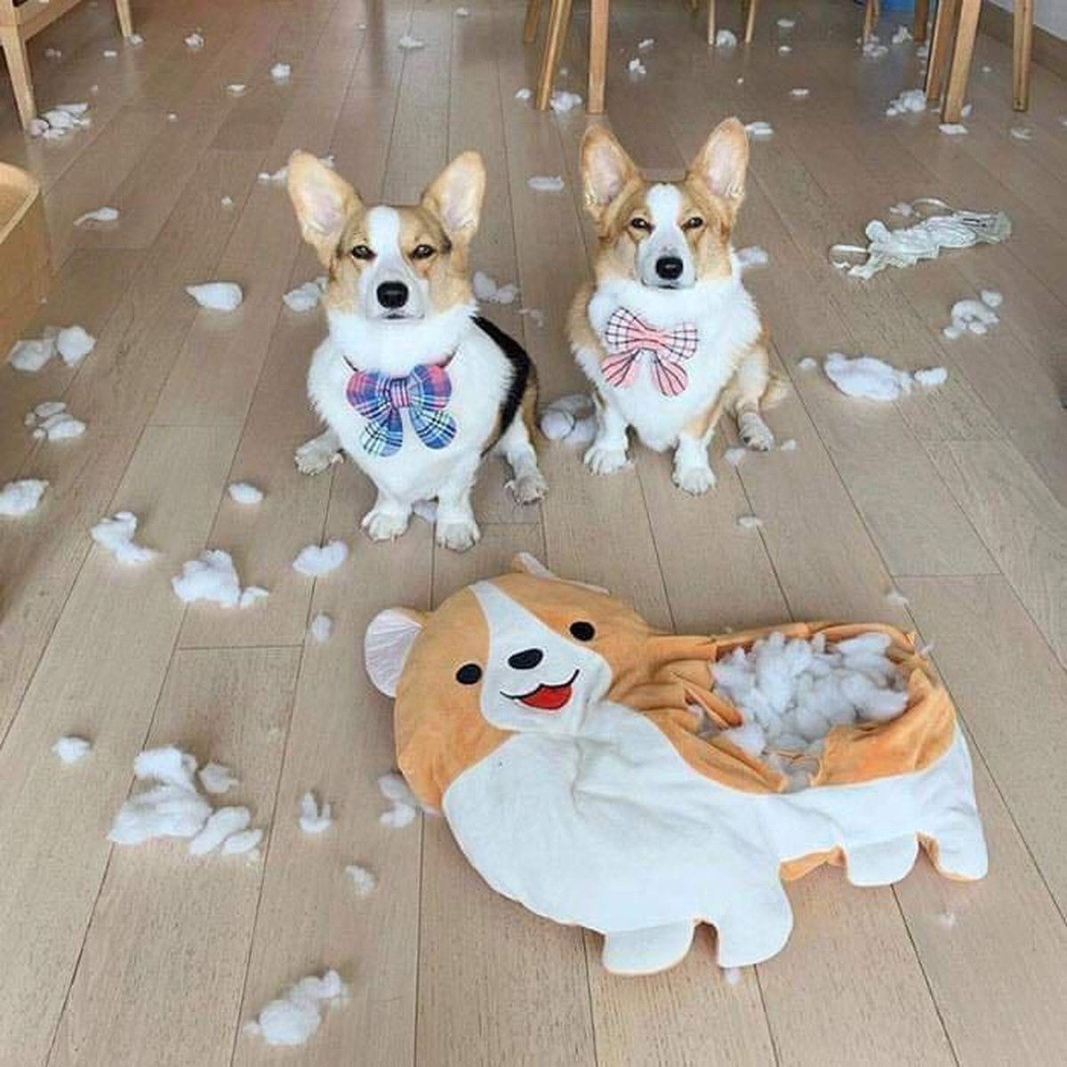 cute news