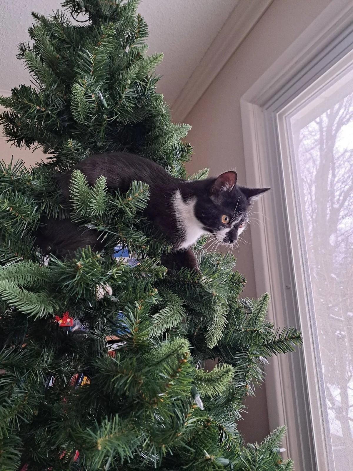 cute news tier katze

https://www.reddit.com/r/catsandchristmastrees/comments/1ovgqyp/copper_enjoying_his_first_christmas_tree_last_year/