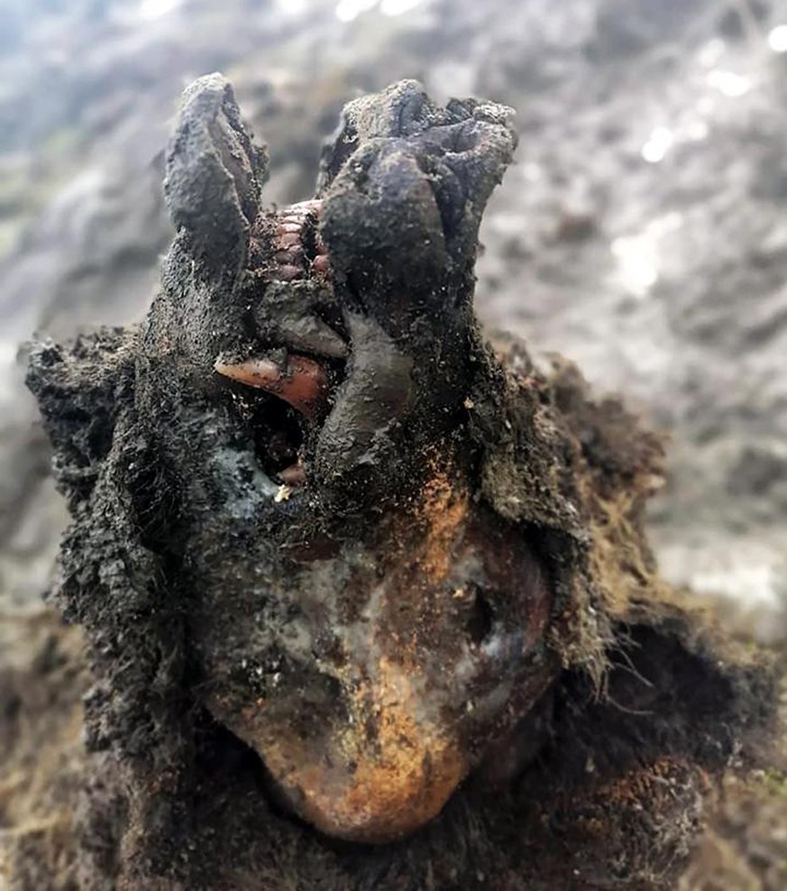 The first ever full carcass of a cave bear currently dated to approximately 39500 years unearthed in Yakutia