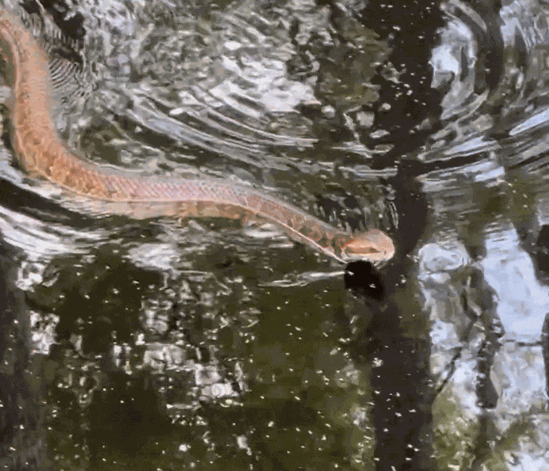 Animiertes GIF