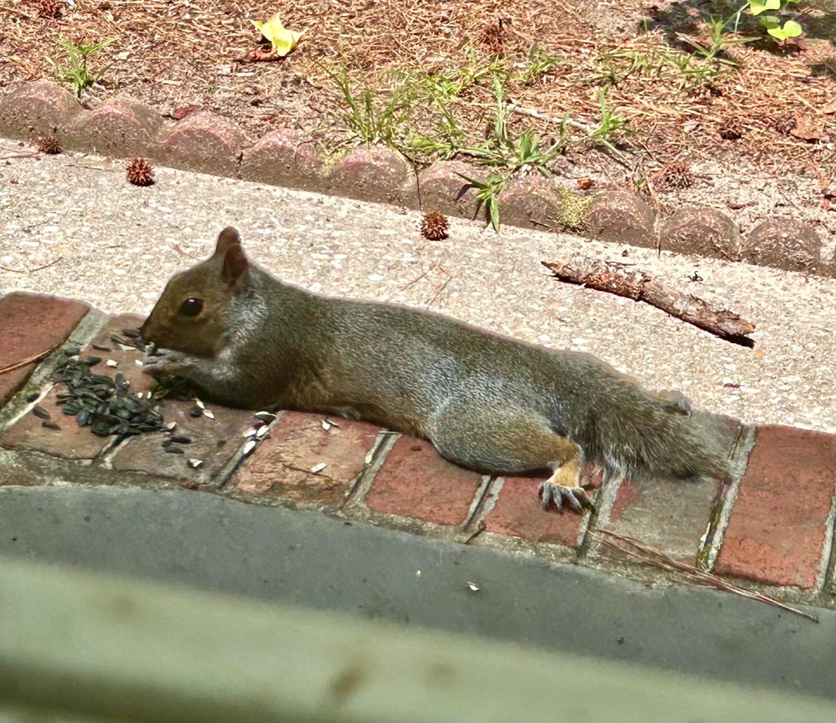 cute news tier eichhörnchen

https://www.reddit.com/r/squirrels/comments/1ex6cle/my_friend_stubby/